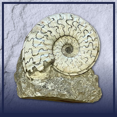 British Ammonites