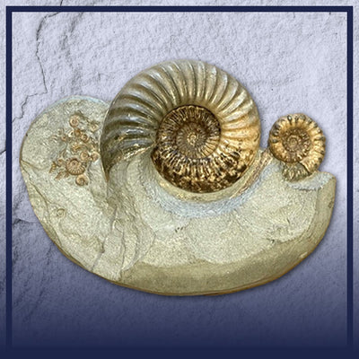 Dorset Ammonites