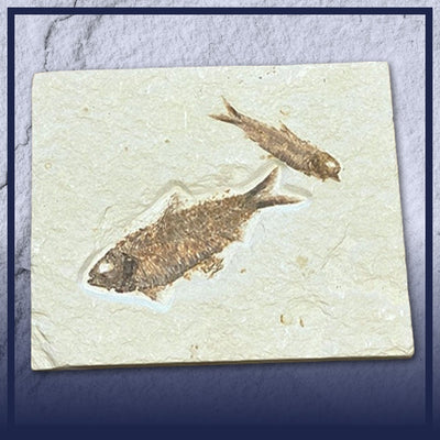 Fossil Fish UK