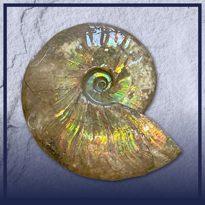 Madagascan Ammonites