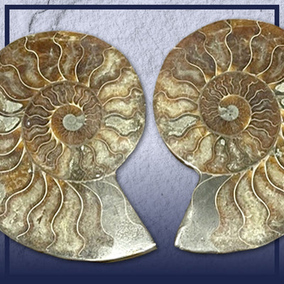 Madagascan Cut Ammonites