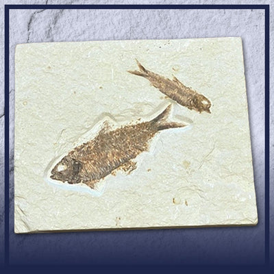 World Fossil Fish