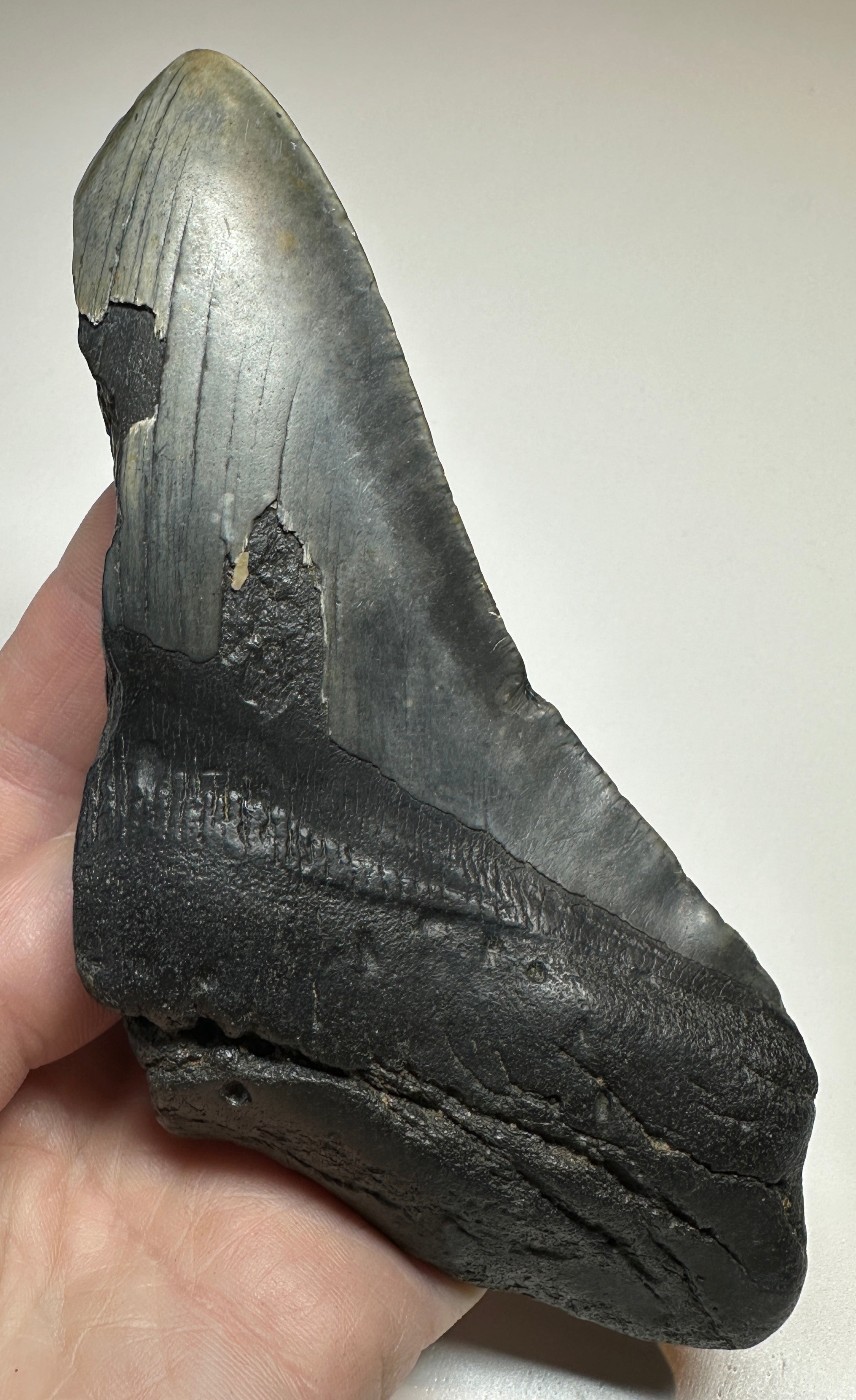 PARTIAL MEGALODON TOOTH/SHARK – Charmouth Fossils