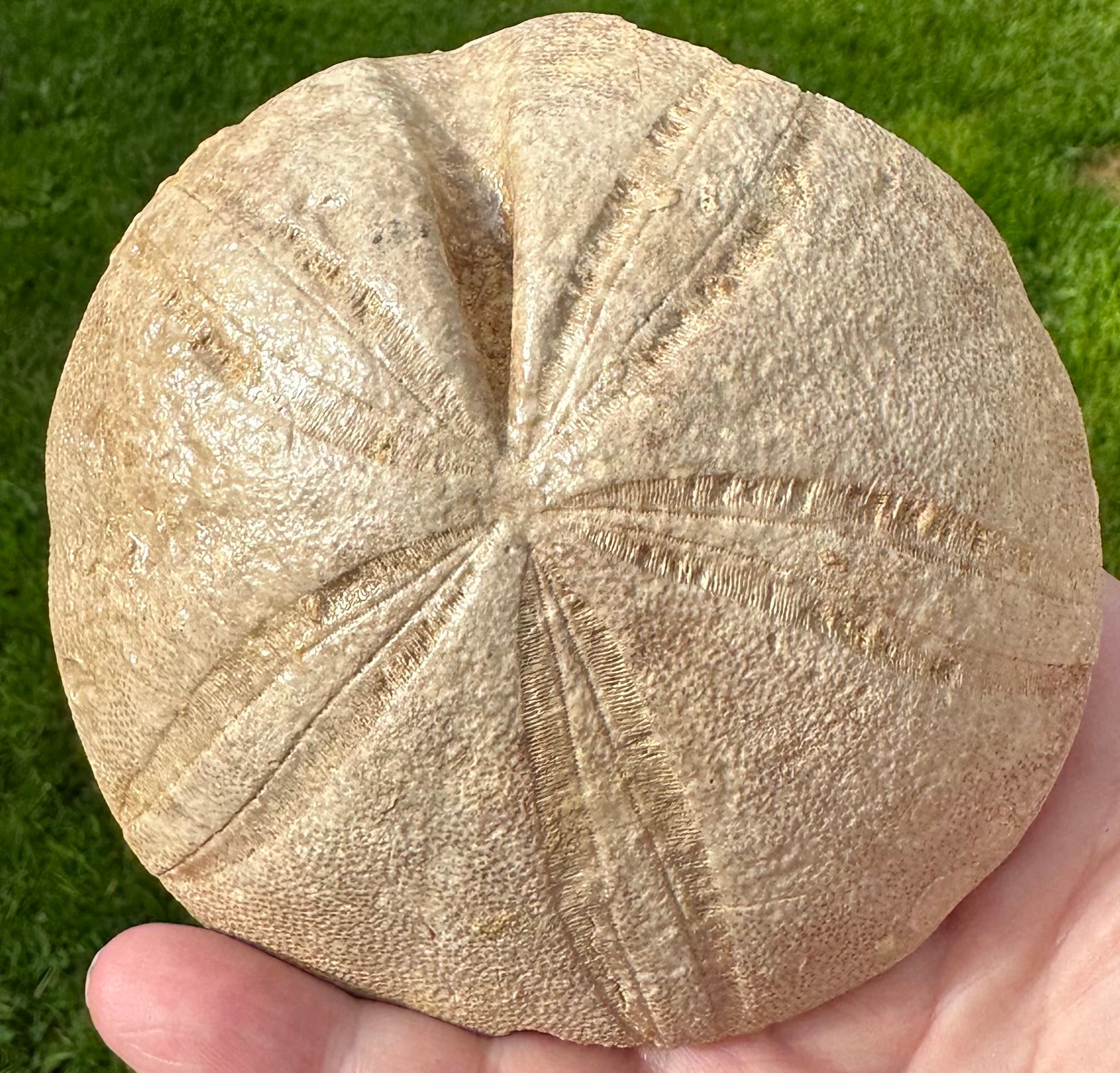 0.0 NEW! CLYPEUS Ploti – Charmouth Fossils