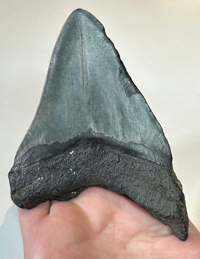 CARCHAROLES MEGALODON TOOTH/SHARK