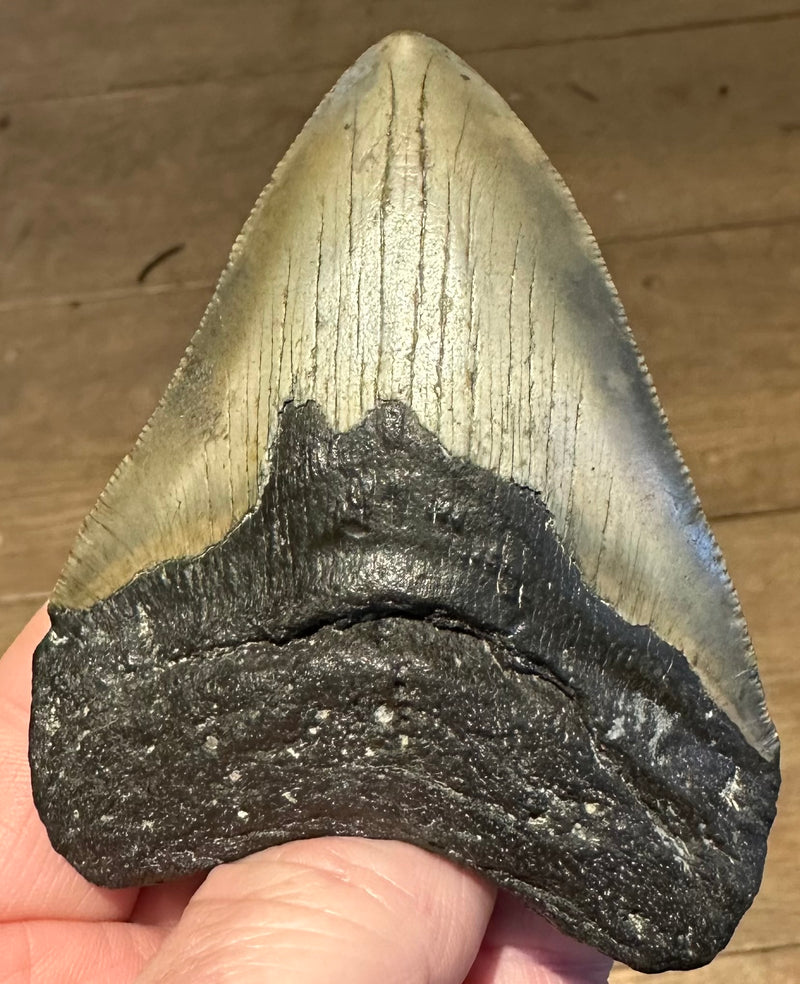 CARCHAROLES MEGALODON TOOTH/SHARK