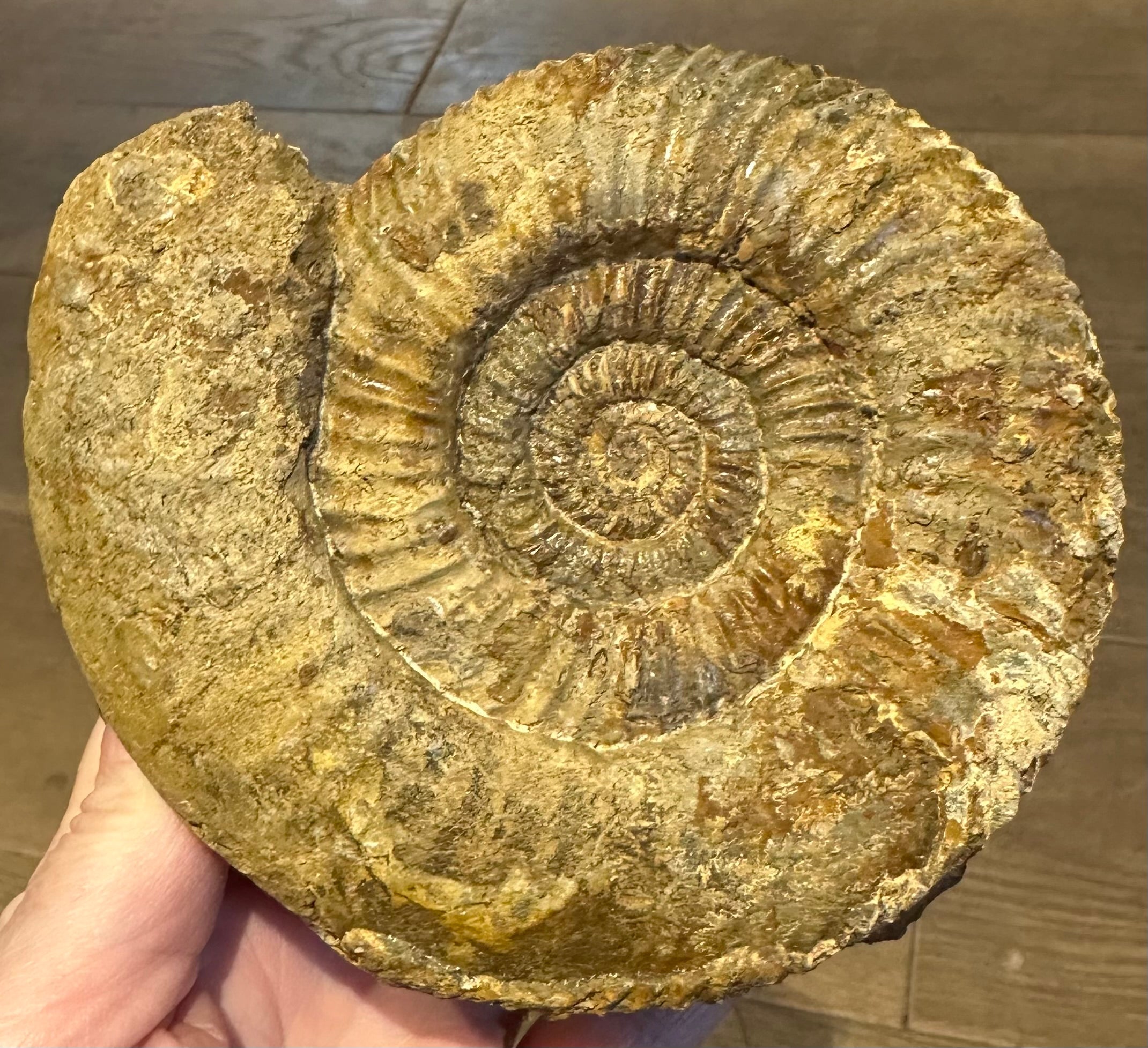 PARKINSONIA – Charmouth Fossils