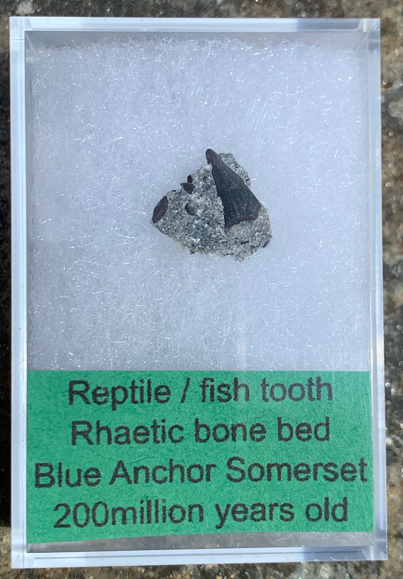 REPTILE/FISH TOOTH