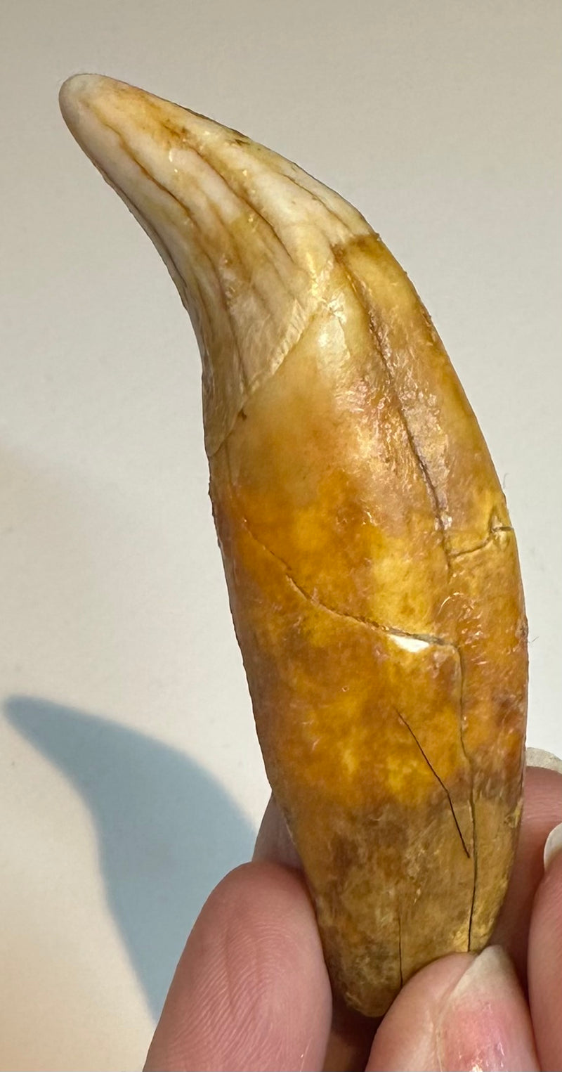 CAVE BEAR TOOTH