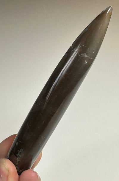 BELEMNITE cylindroteuthis