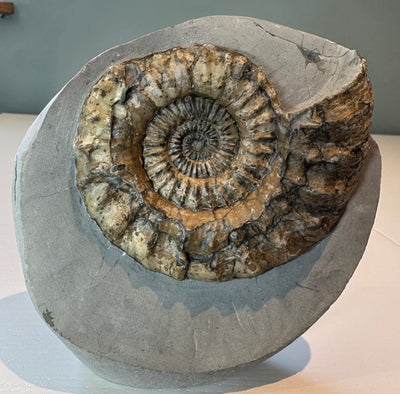 OISTOCERAS figunim ammonite