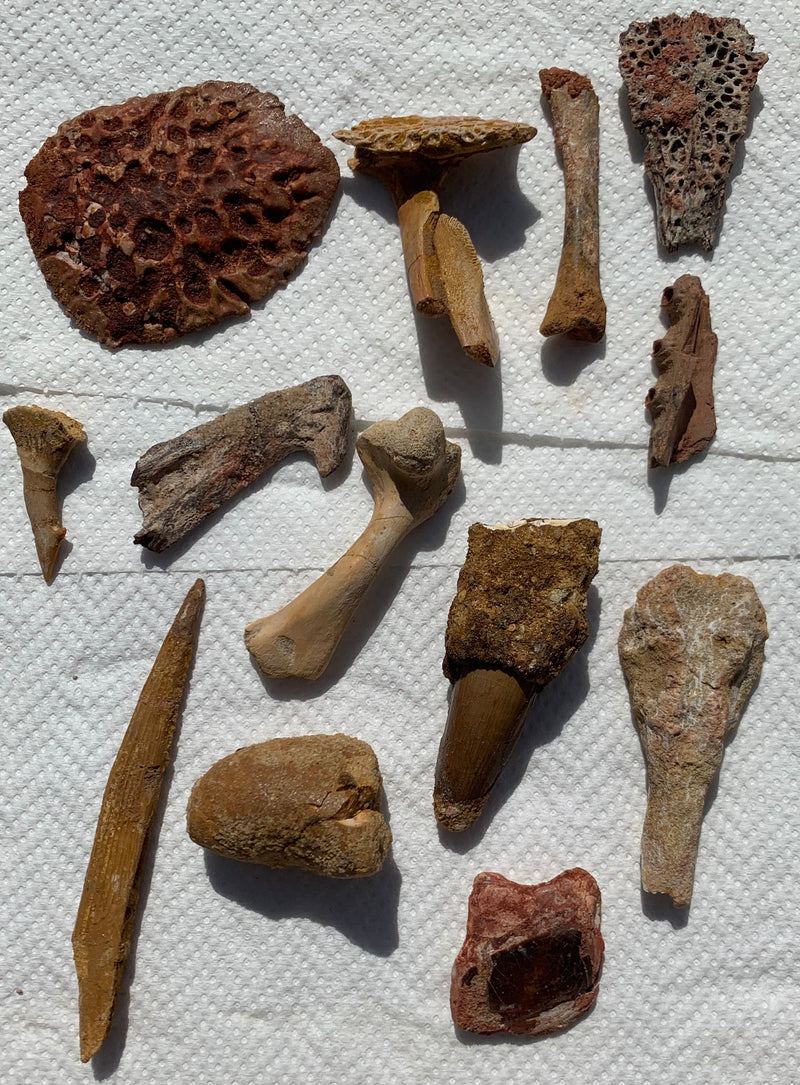 FOSSIL INVESTIGATION COLLECTION