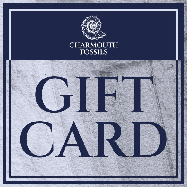 Gift Card Charmouth Fossils
