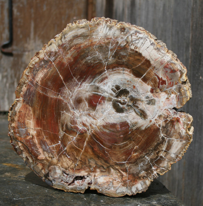 FOSSIL WOOD END