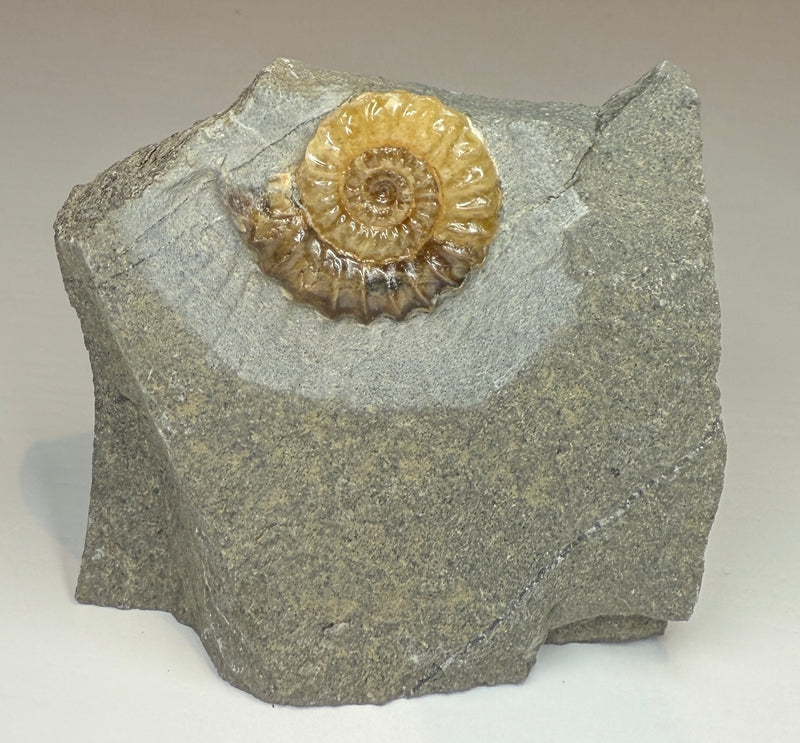 0.0 NEW! PROMICROCERAS AMMONITES