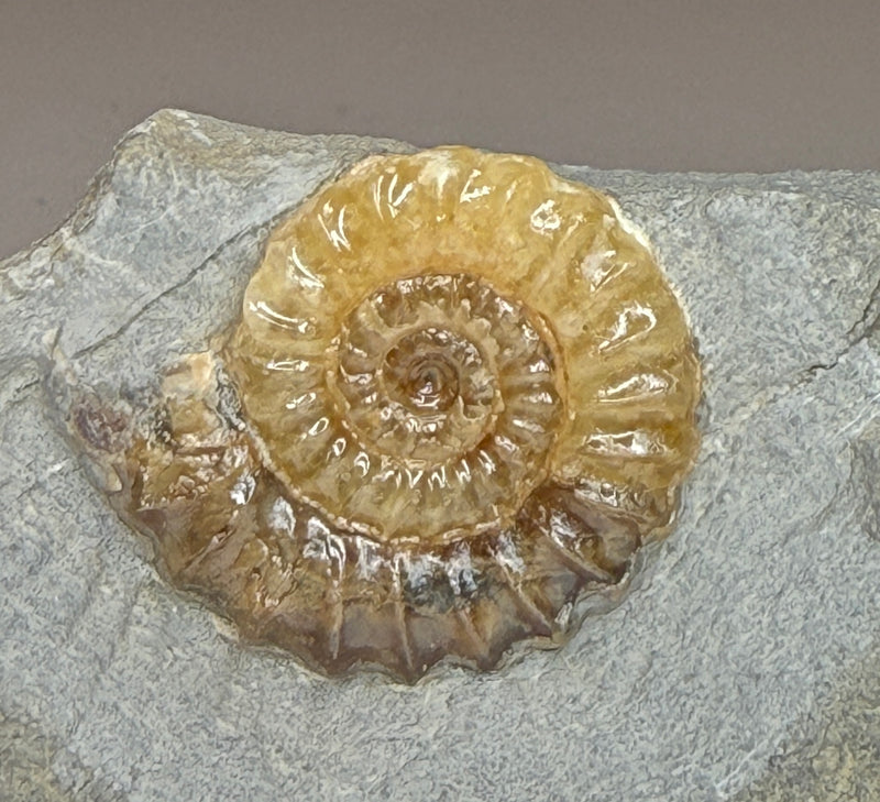 0.0 NEW! PROMICROCERAS AMMONITES