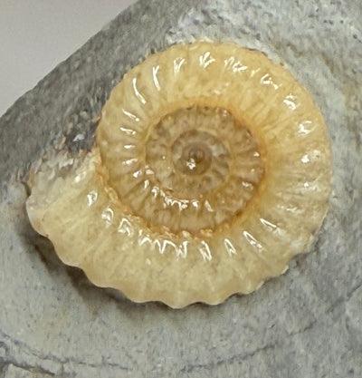 0.0 NEW! PROMICROCERAS AMMONITE