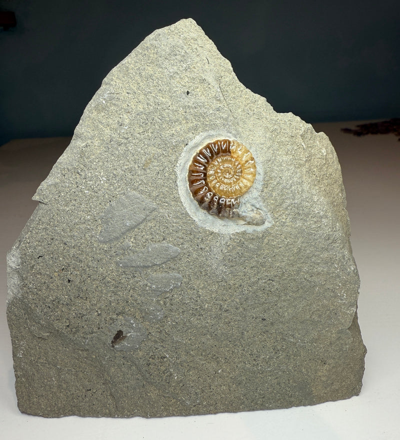 0.0 NEW! PROMICROCERAS AMMONITE