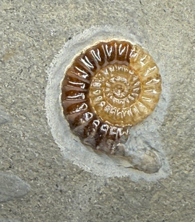 0.0 NEW! PROMICROCERAS AMMONITE