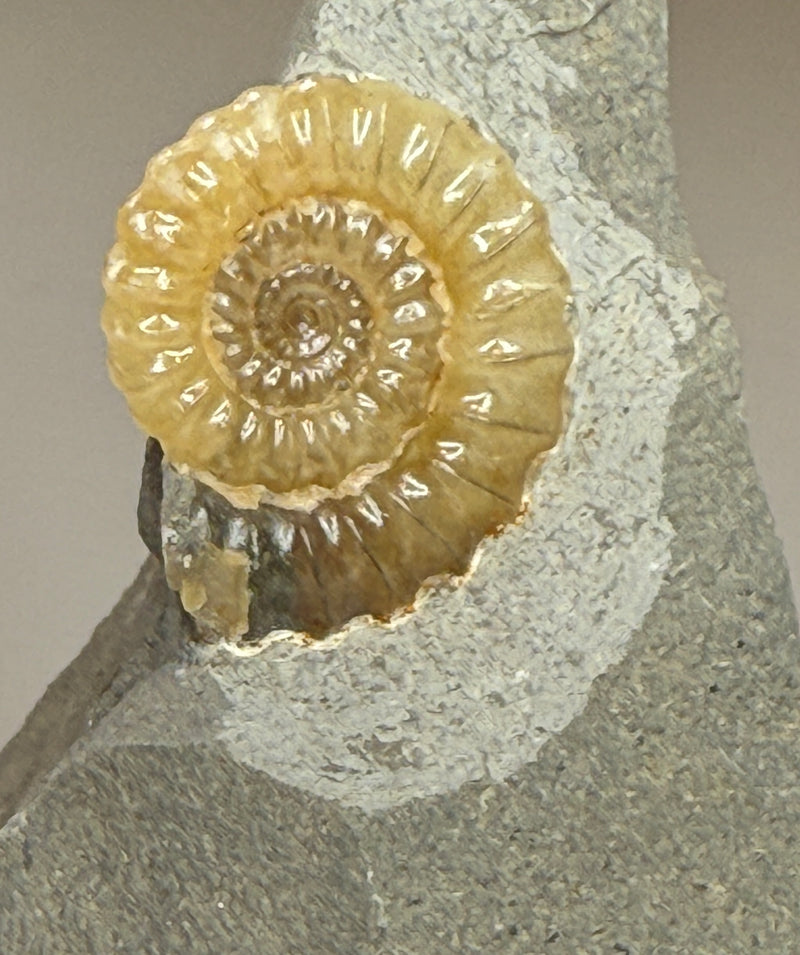 0.0 NEW! PROMICROCERAS AMMONITE