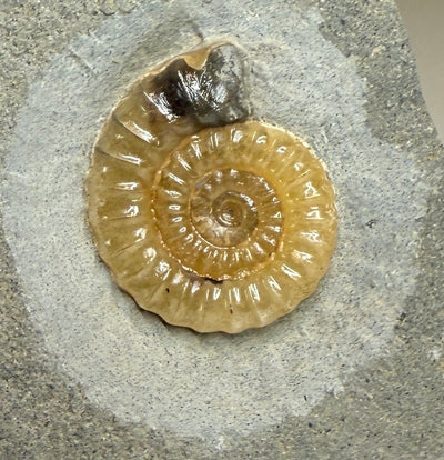 0.0 NEW! PROMICROCERAS AMMONITE