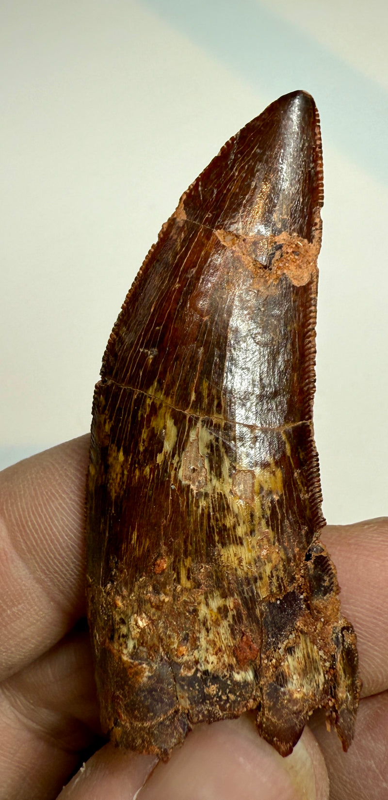 0.0 NEW! CARCHARDONTOSAURS TOOTH