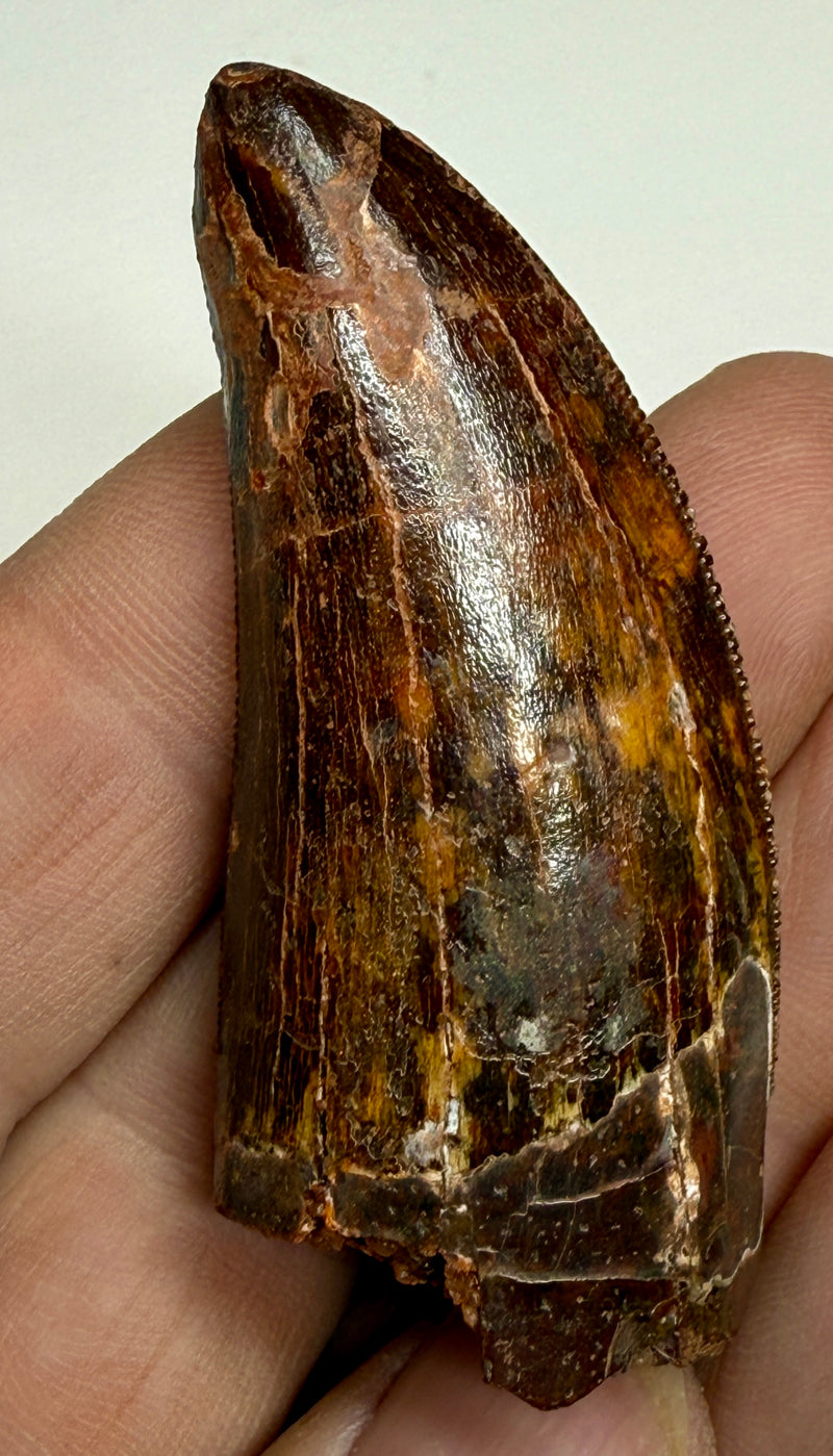 0.0 NEW! CARCHARDONTOSAURS TOOTH