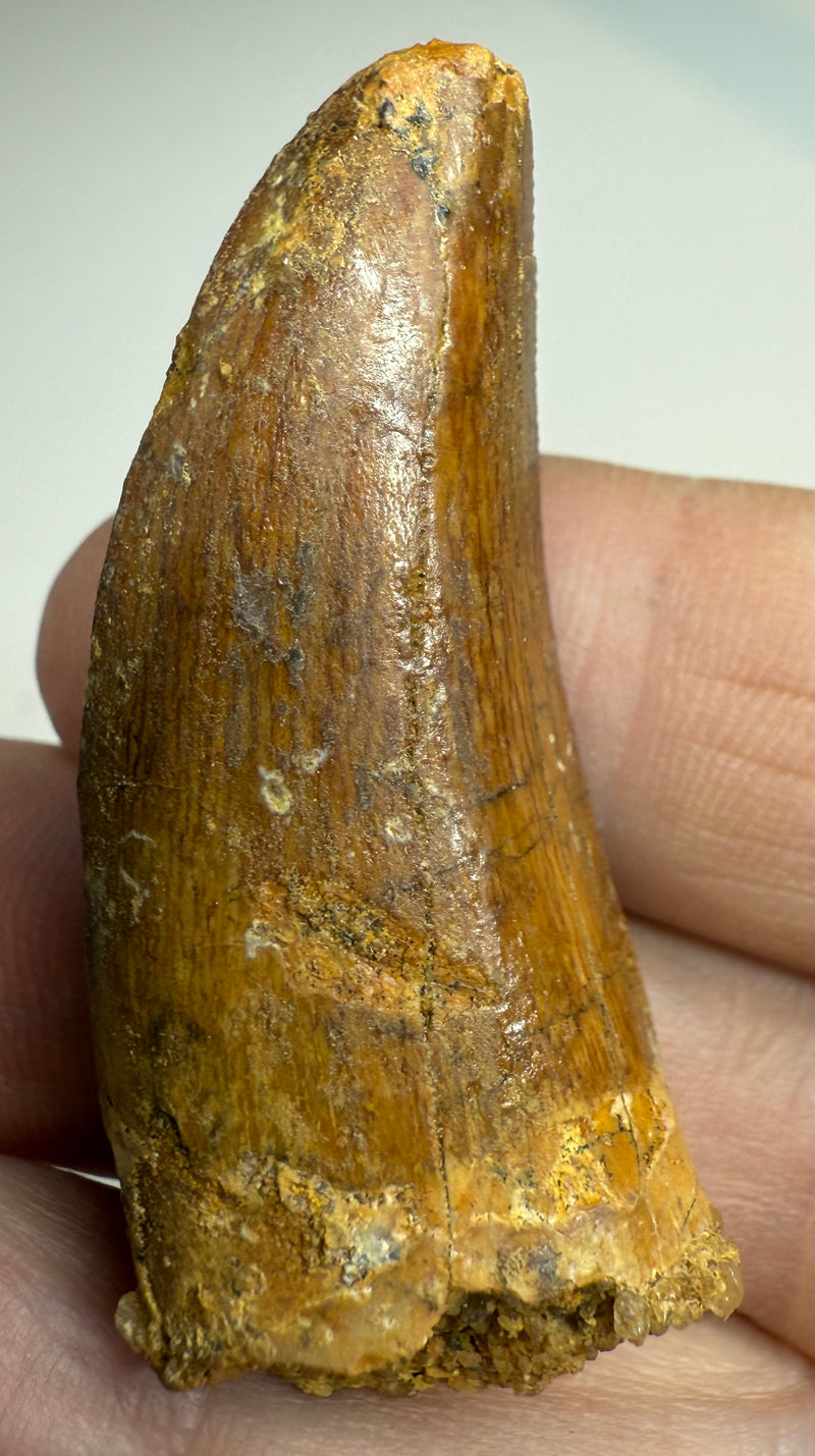 0.0 NEW! CARCHARDONTOSAURS TOOTH