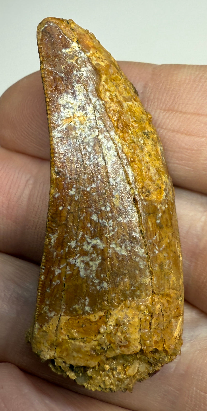 0.0 NEW! CARCHARDONTOSAURS TOOTH