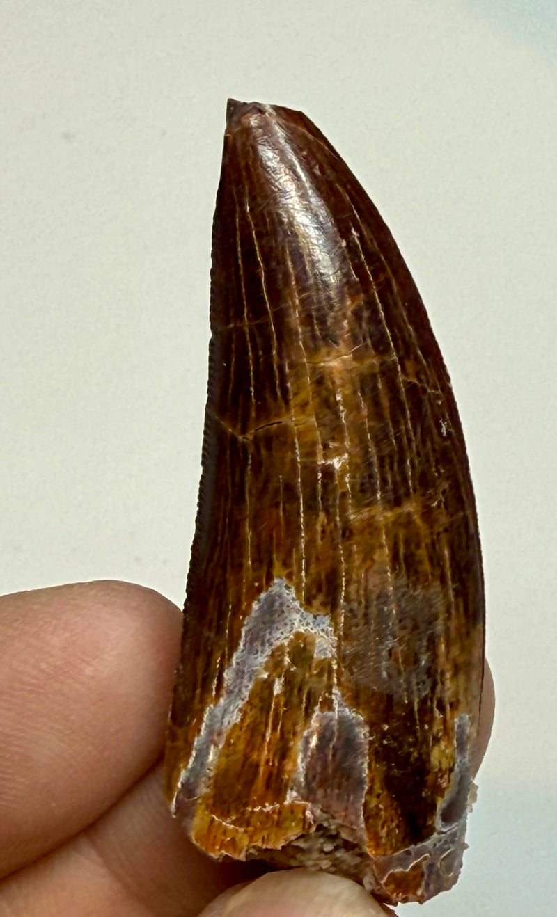 0.0 NEW! CARCHARDONTOSAURS TOOTH