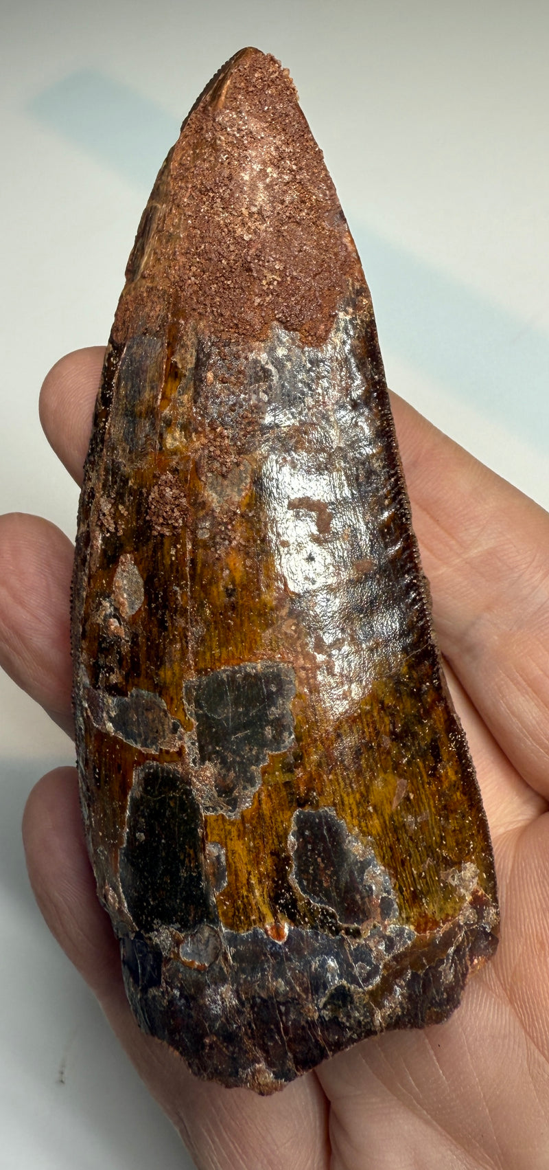 0.0 NEW! CARCHARDONTOSAURS TOOTH