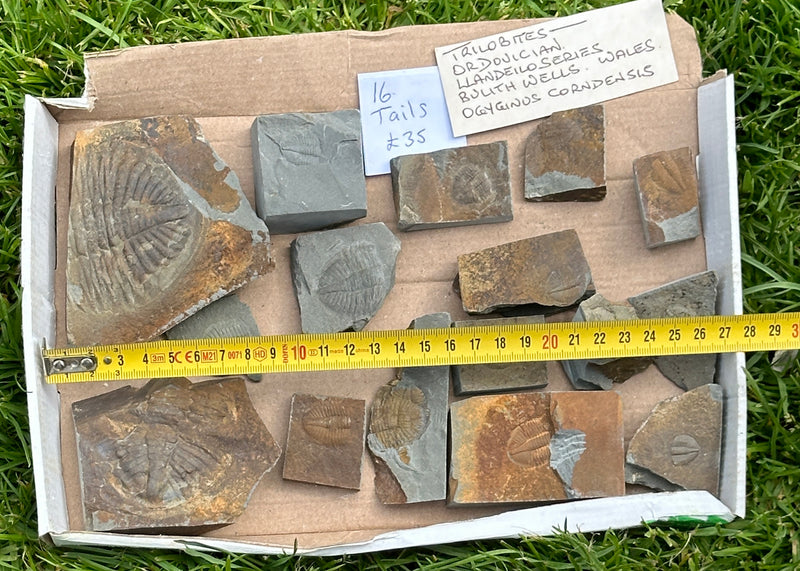 16 PIECES OF OGYGINUS corndenis TRILOBITES