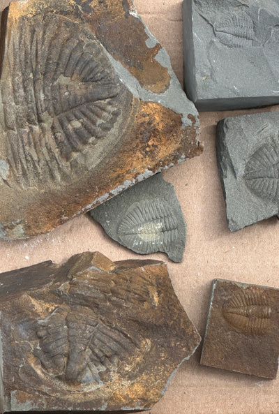 16 PIECES OF OGYGINUS corndenis TRILOBITES