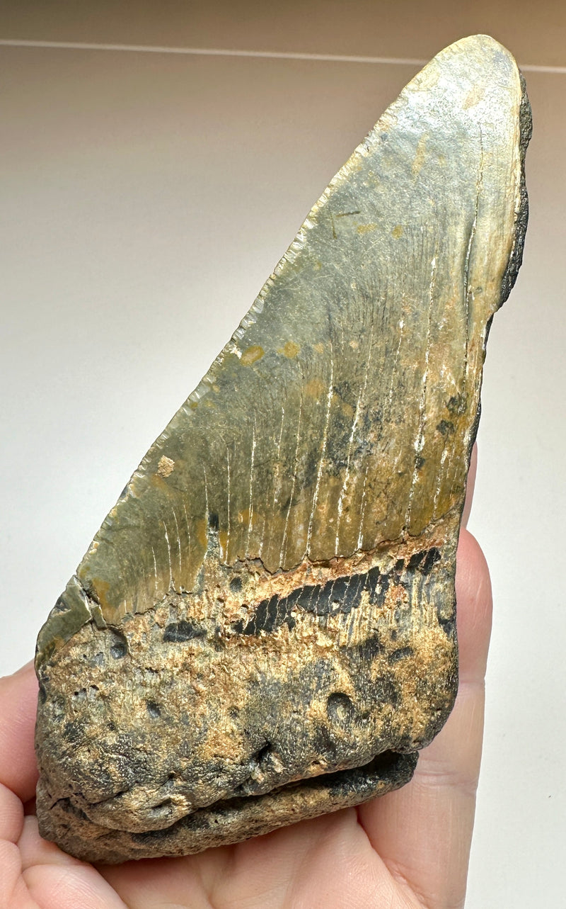 0.0 NEW! PARTIAL MEGALODON TOOTH/SHARK – Charmouth Fossils