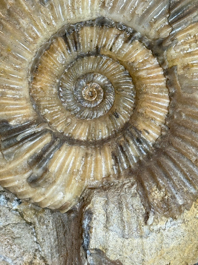 PARKINSONIA