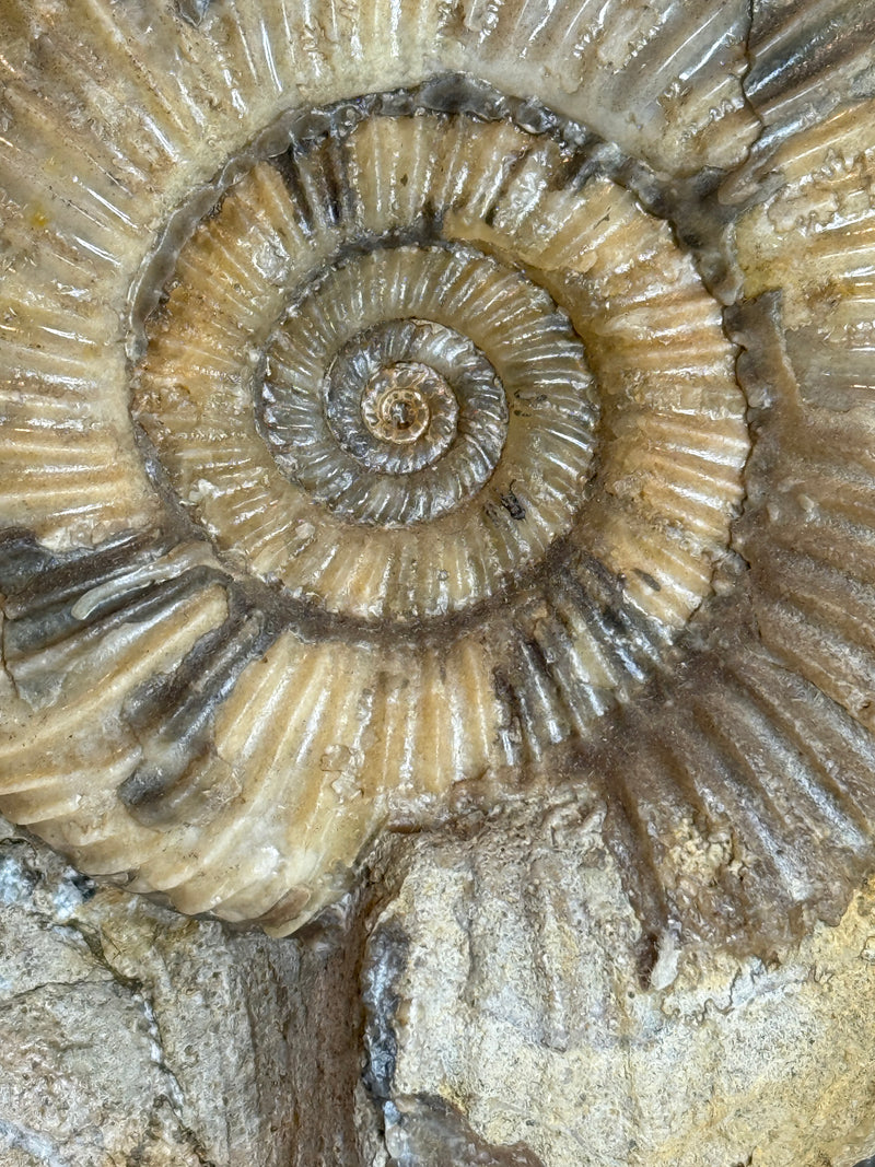 PARKINSONIA