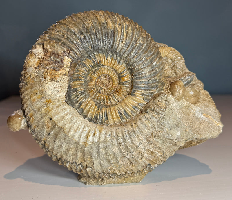 PARKINSONIA
