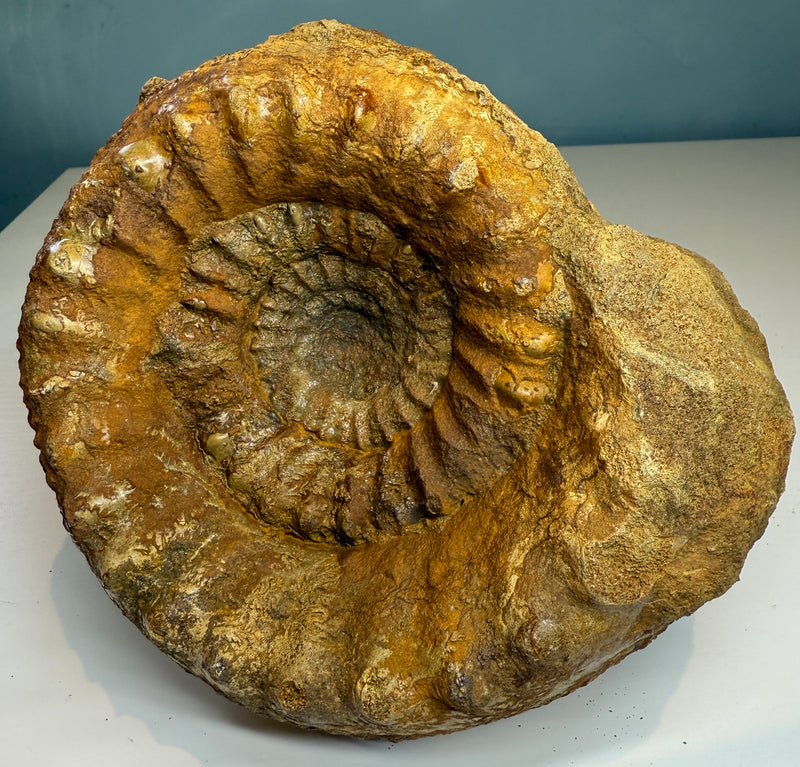 0.0 NEW!  STEPHANOCERAS AMMONITE