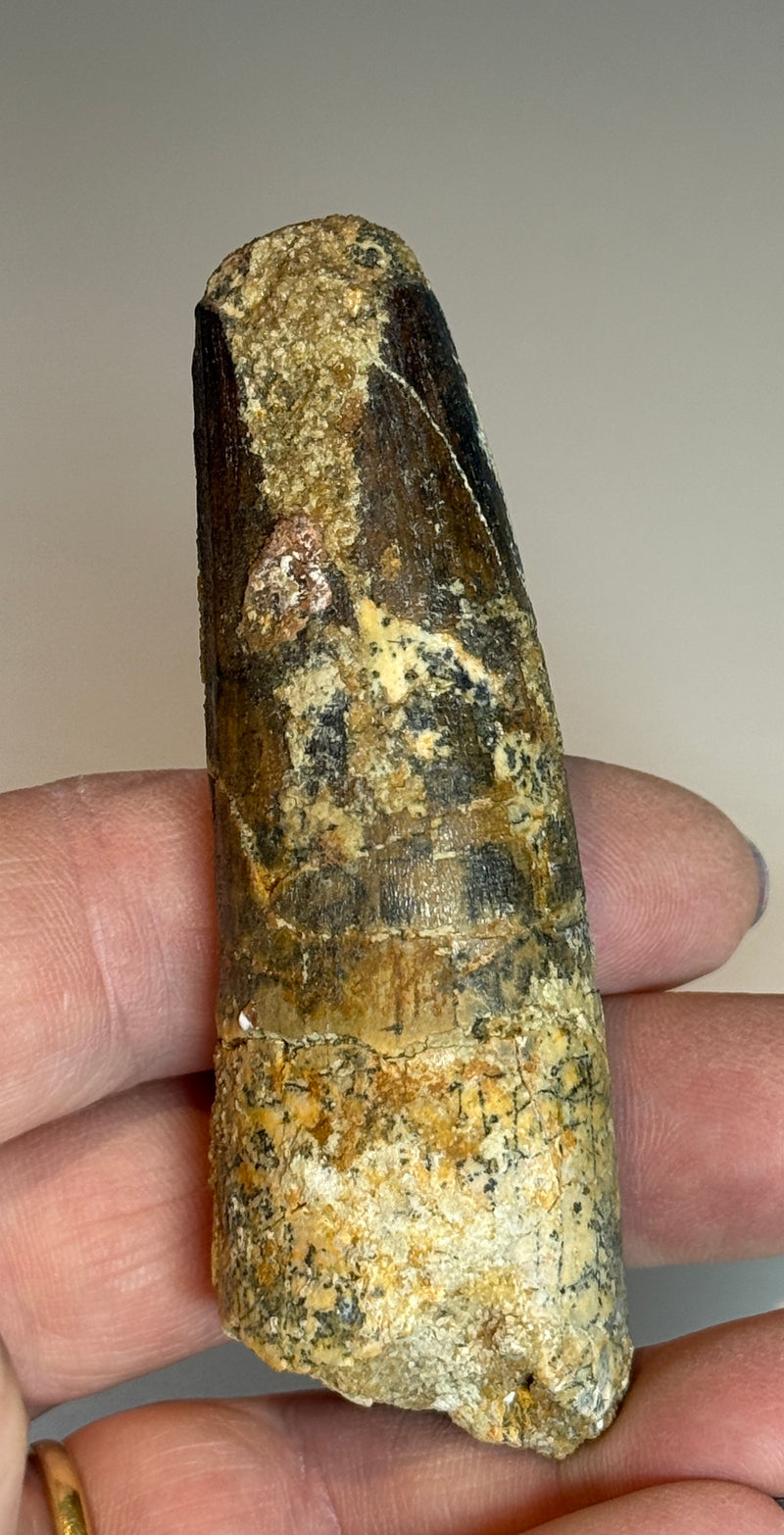 0.0NEW! SPINOSAUR TOOTH