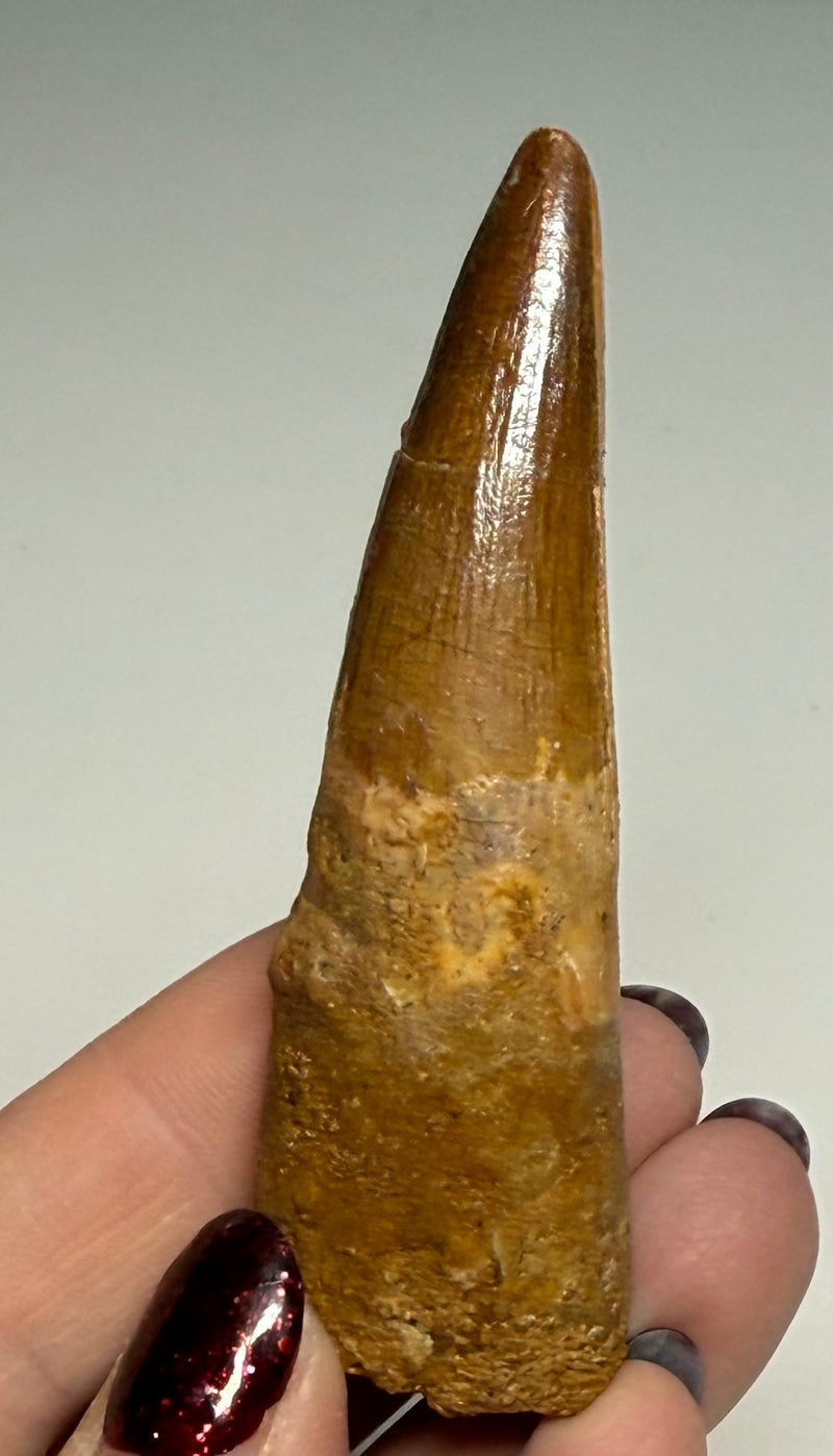 0.0NEW! SPINOSAUR TOOTH