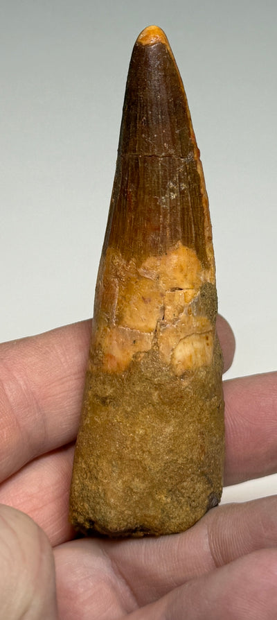 0.0NEW! SPINOSAUR TOOTH