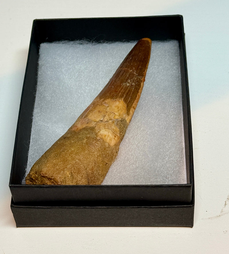 0.0NEW! SPINOSAUR TOOTH