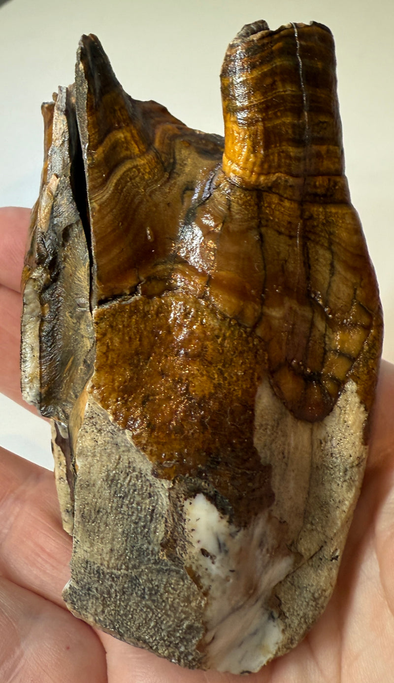 0.0 NEW! PARTIAL MAMMOTH MOLAR