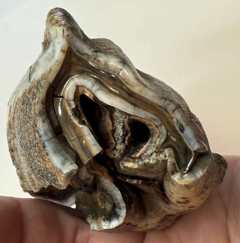 0.0 NEW! PARTIAL MAMMOTH MOLAR