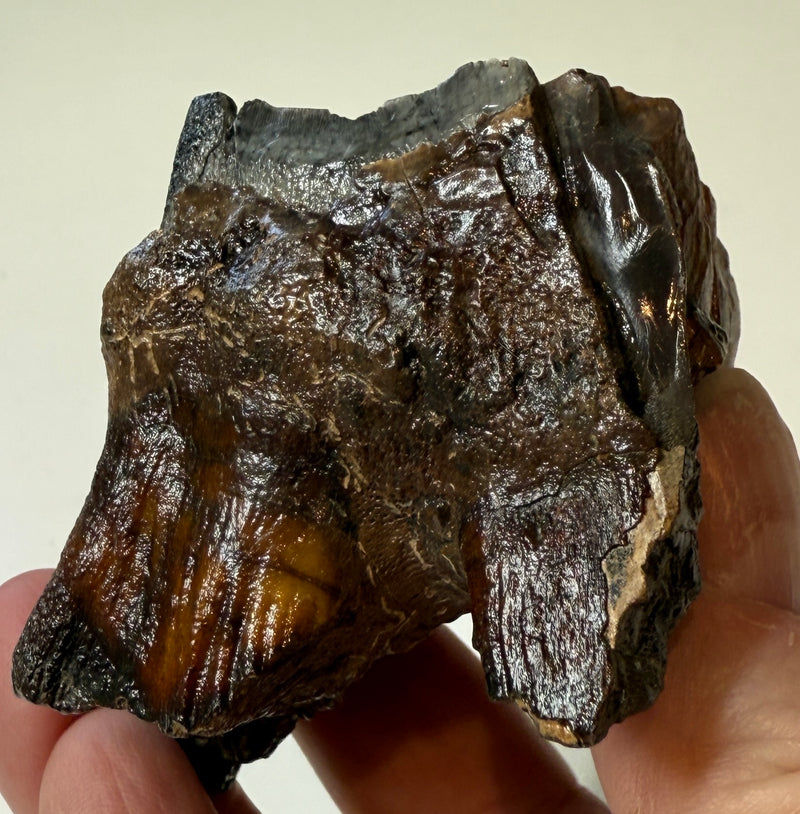 0.0 NEW! PARTIAL MAMMOTH MOLAR