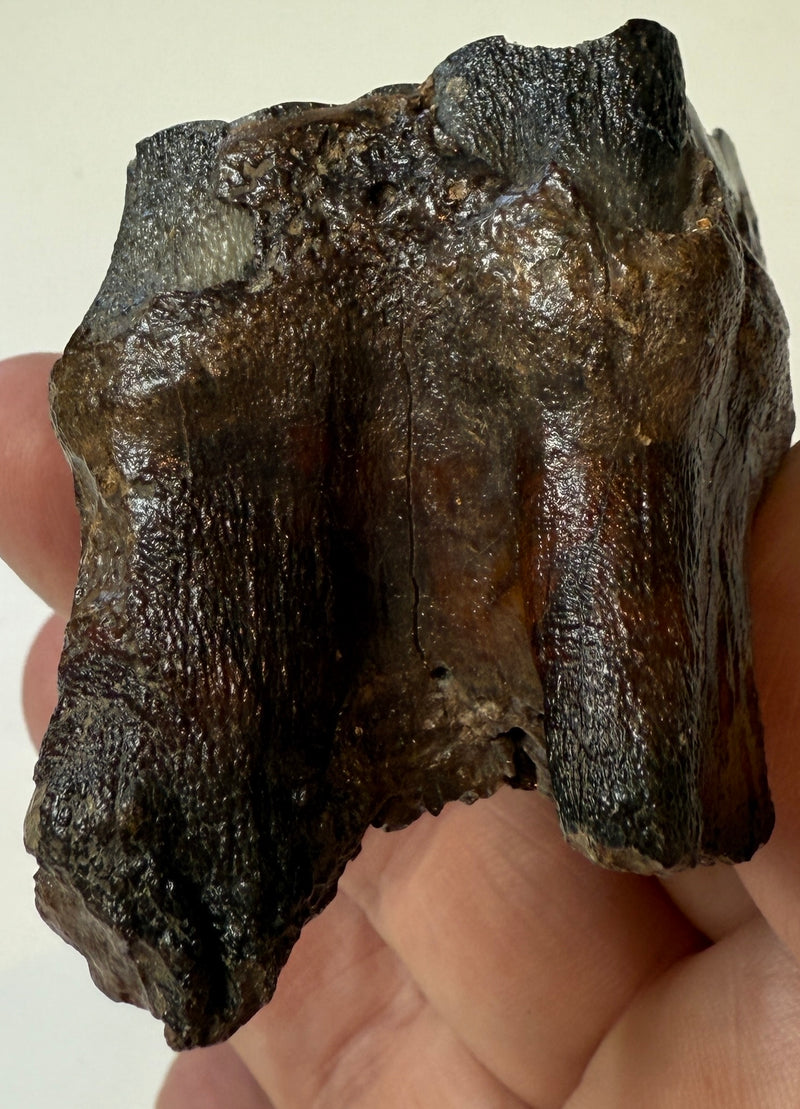 0.0 NEW! PARTIAL MAMMOTH MOLAR