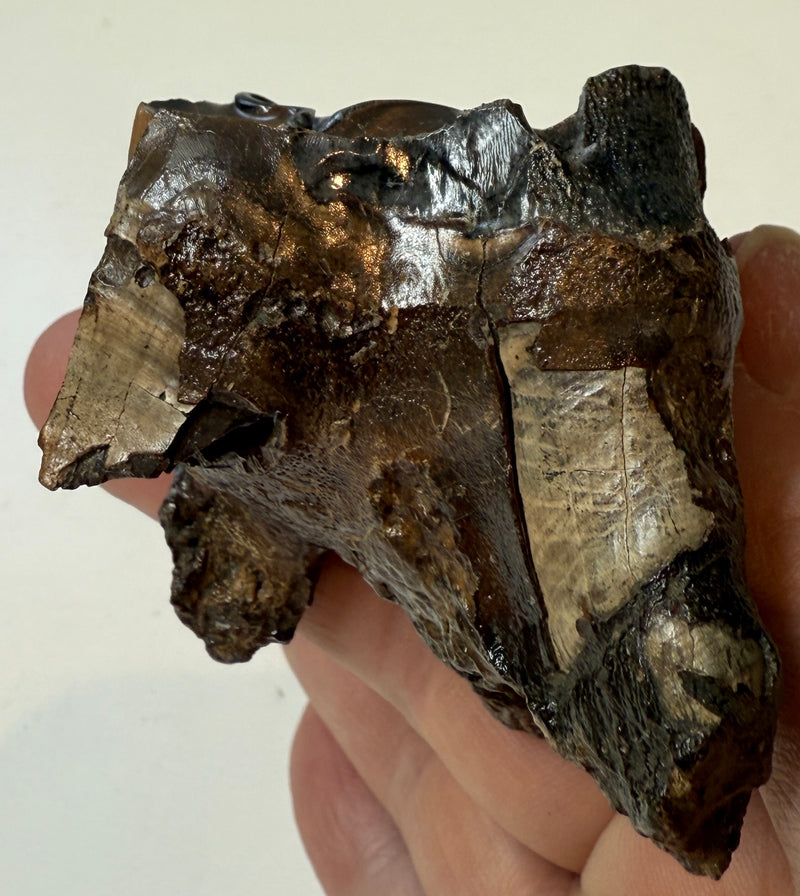 0.0 NEW! PARTIAL MAMMOTH MOLAR