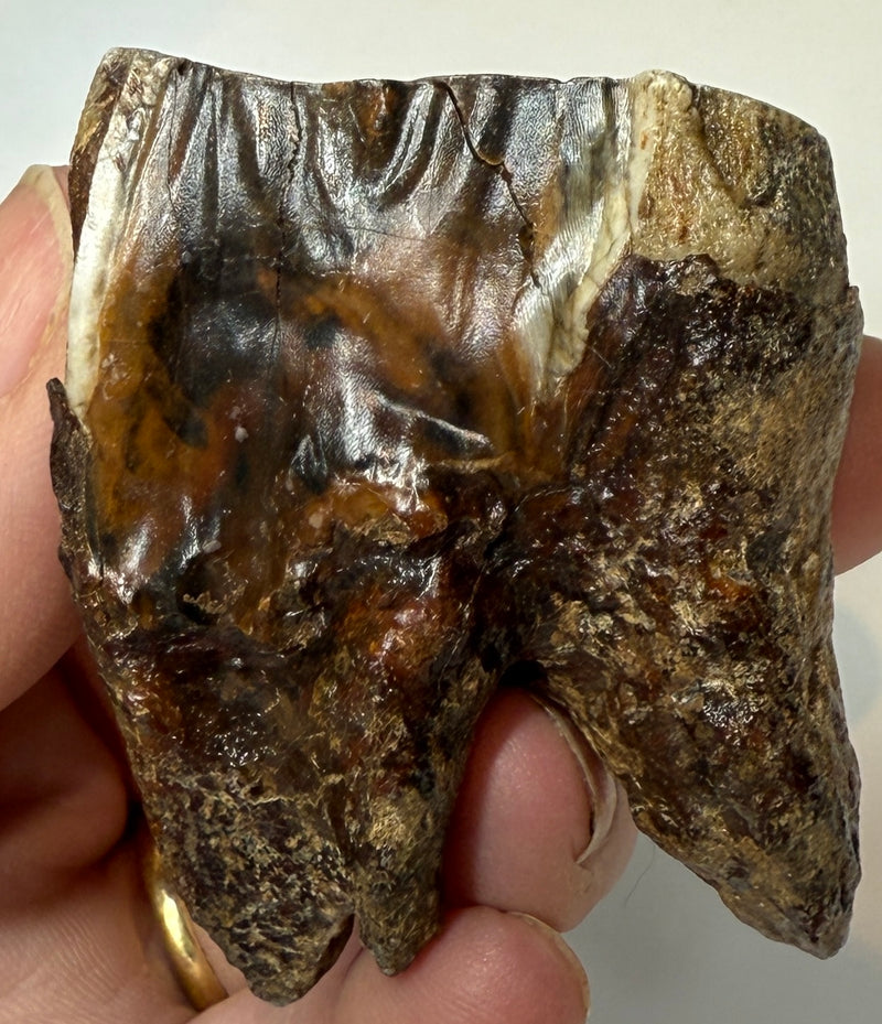 0.0 NEW! PARTIAL MAMMOTH MOLAR