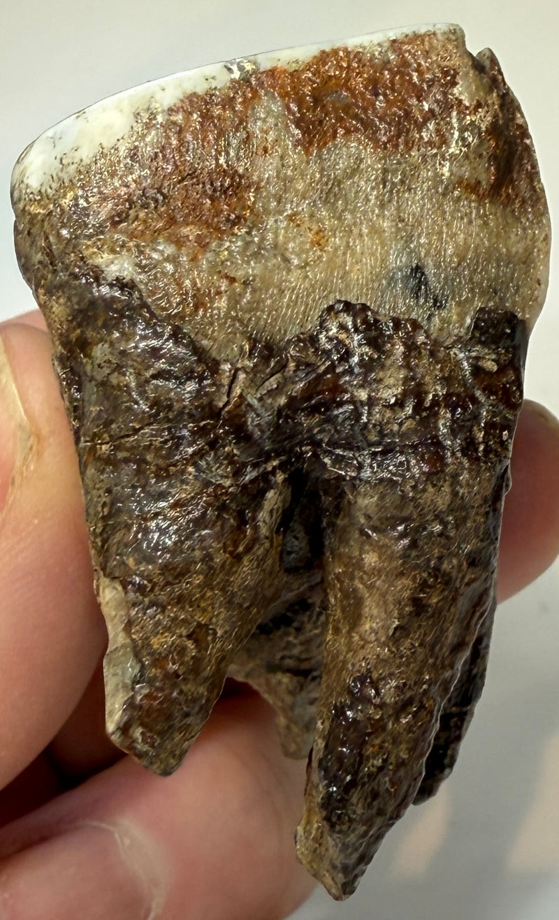 0.0 NEW! PARTIAL MAMMOTH MOLAR