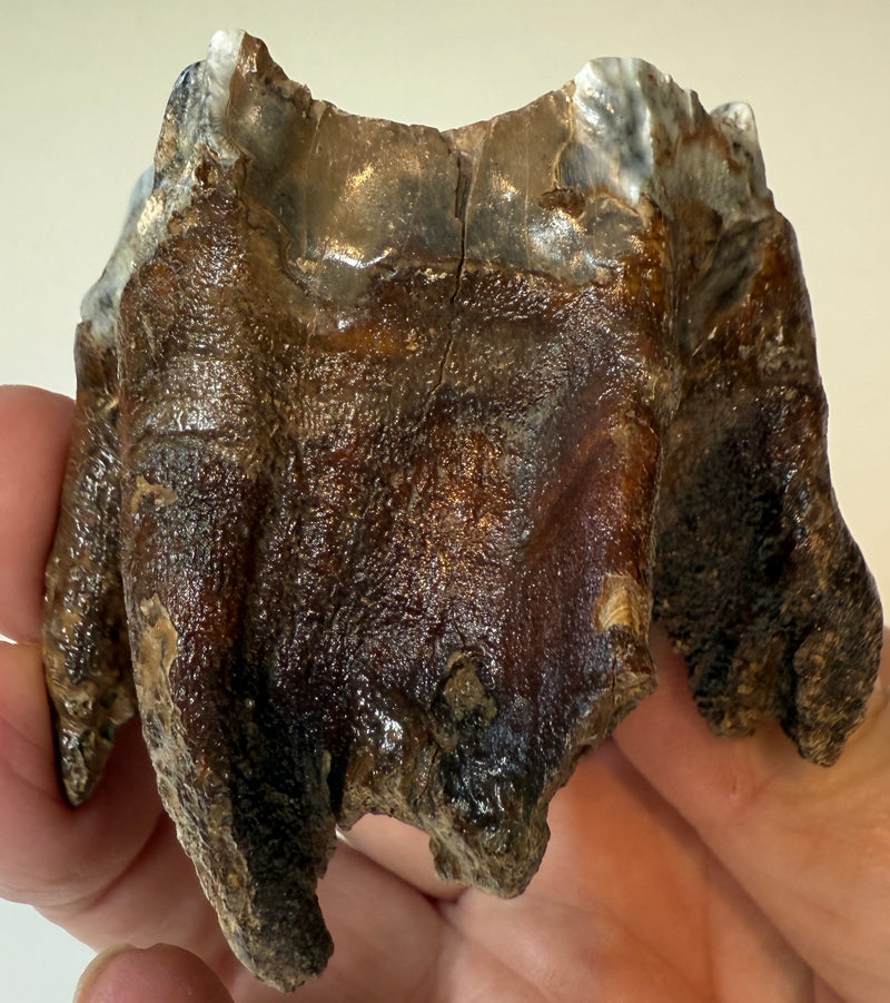 0.0 NEW! PARTIAL MAMMOTH MOLAR